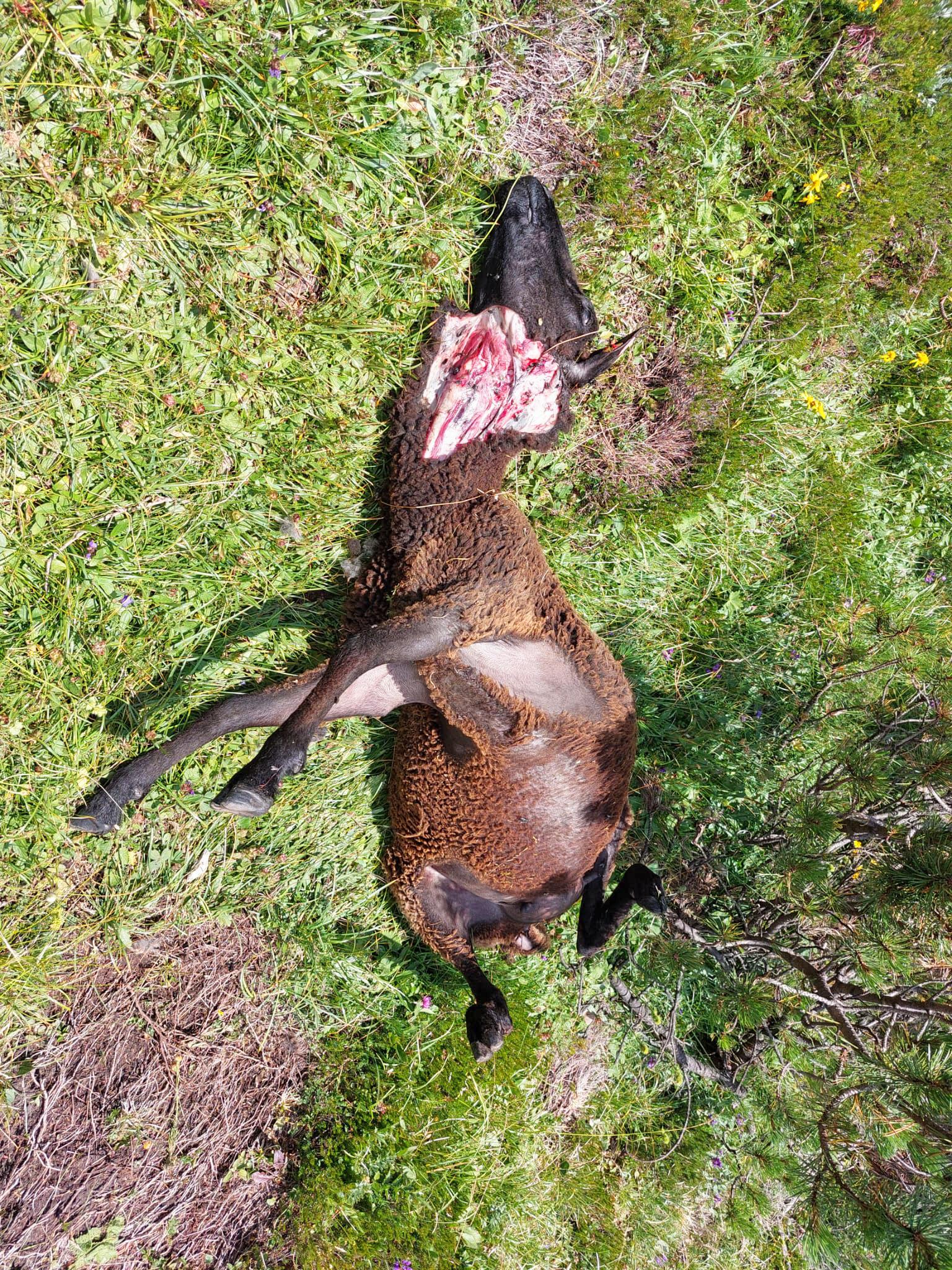 Wolfsriss_Lavanter_Alm_Juli_2022_c_privat Kopie.png © Privat