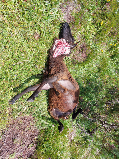 Wolfsriss_Lavanter_Alm_Juli_2022_c_privat Kopie.png © Privat