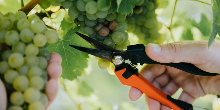 Weinlese © Johanna  Lamprecht