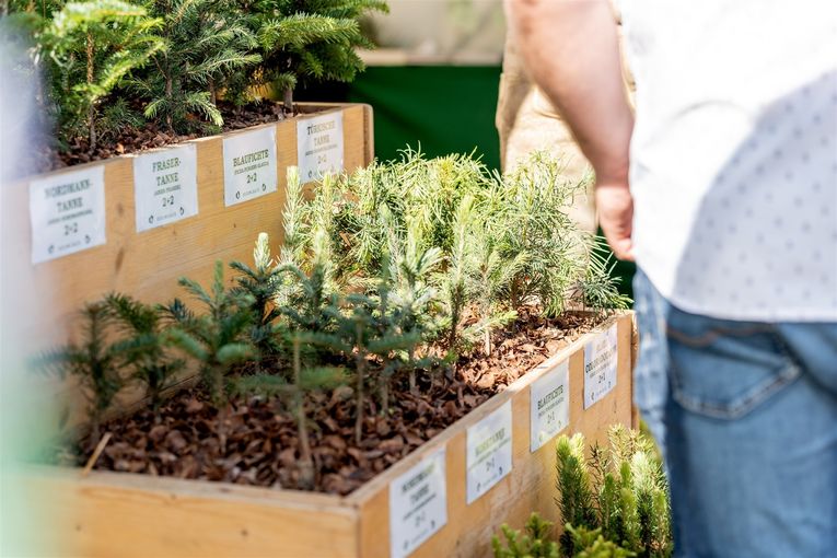 © Georg Pomaßl/www.weihnachtsbaum.at © Georg Pomaßl/www.weihnachtsbaum.at