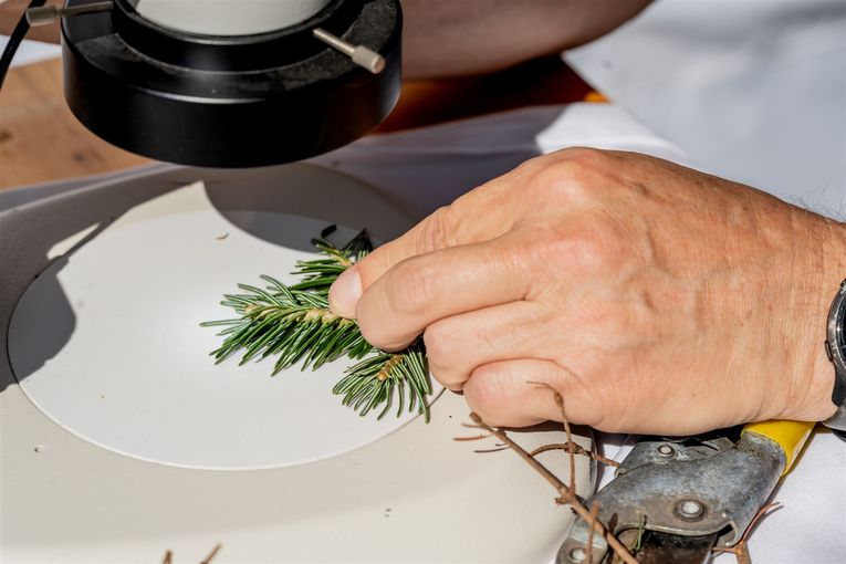 © Georg Pomaßl/www.weihnachtsbaum.at © Georg Pomaßl/www.weihnachtsbaum.at