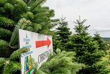© Georg Pomaßl/www.weihnachtsbaum.at