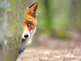 Fuchs © AdobeStock_116306827