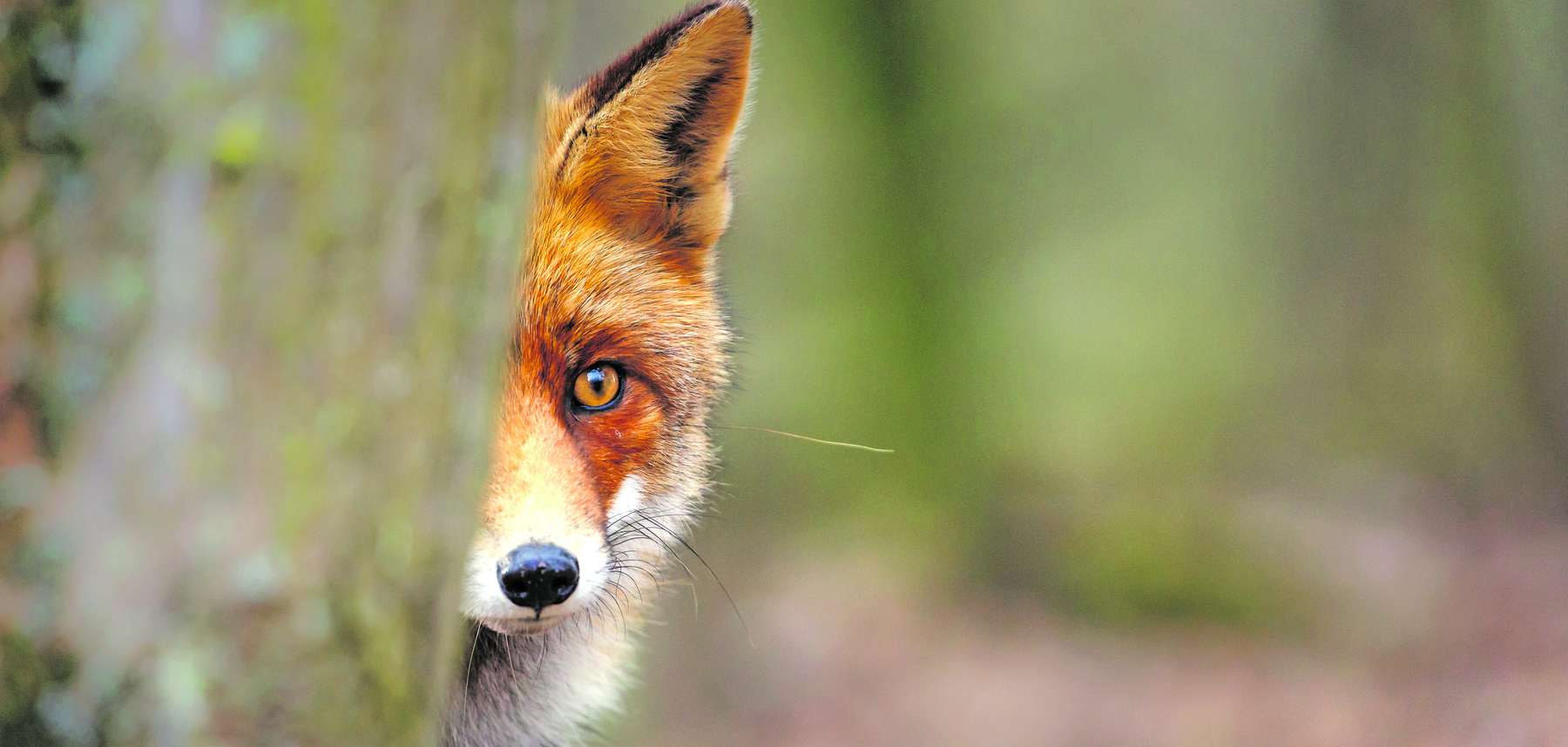 Fuchs.jpg © AdobeStock_116306827