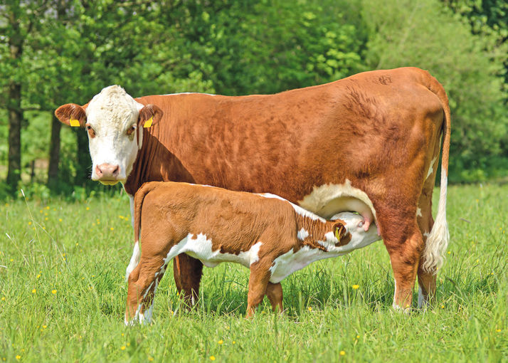 Mögliche Zukunftswege der kleinstrukturierten Landwirtschaft.jpg © AdobeStock/Jürgen Kottmann