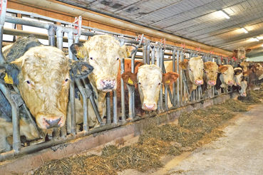 Mögliche Zukunftswege der kleinstrukturierten Landwirtschaft.jpg © Hatheier