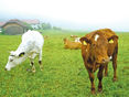 Mögliche Zukunftswege der kleinstrukturierten Landwirtschaft © Etter