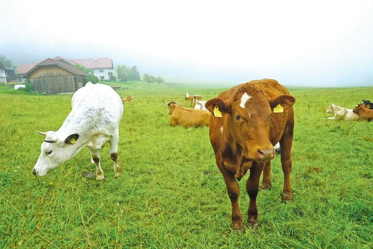 Mögliche Zukunftswege der kleinstrukturierten Landwirtschaft.jpg © Etter