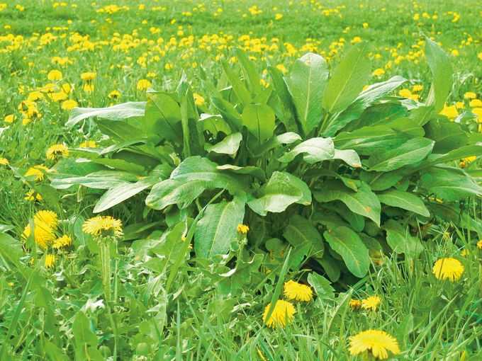 Ampfer im Grünland: Ärgernis, Ausdauer und Auswege.jpg © Dürnberger