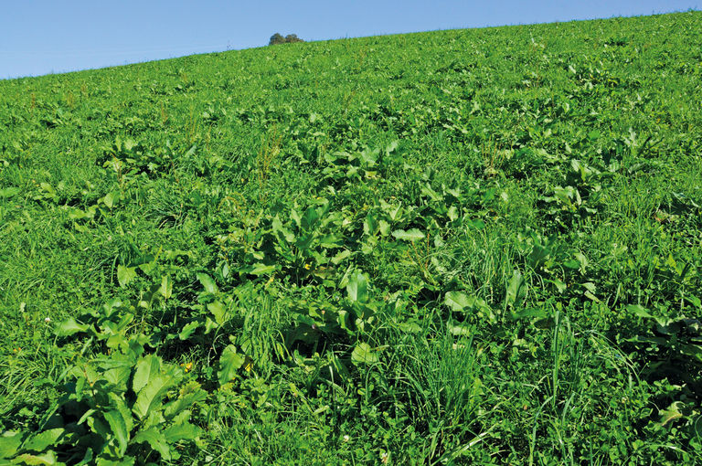 Ampfer im Grünland: Ärgernis, Ausdauer und Auswege.jpg © Dürnberger Ampfer im Grünland: Ärgernis, Ausdauer und Auswege.jpg © Dürnberger