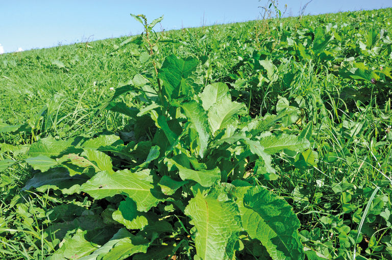 Ampfer im Grünland: Ärgernis, Ausdauer und Auswege.jpg © Hatheier Ampfer im Grünland: Ärgernis, Ausdauer und Auswege.jpg © Hatheier
