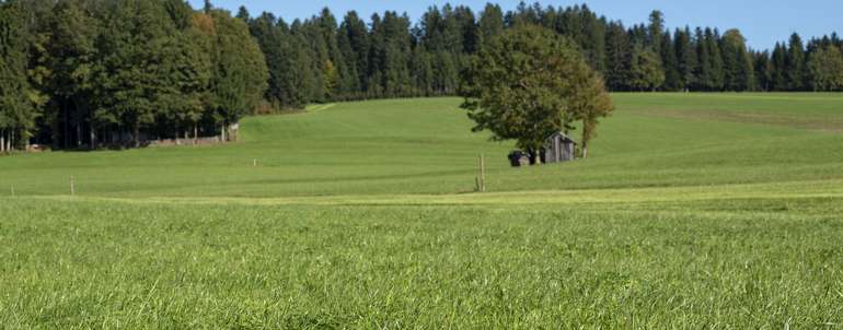 Dauerwiese_im_Oktobe@agrarfoto.jpg © agrarfoto.com Dauerwiese_im_Oktobe@agrarfoto.jpg © agrarfoto.com