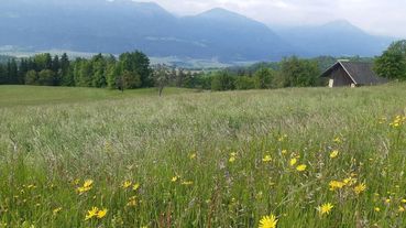 Grünland@Nadja Schuster.jpg © Nadja Schuster/LK Kärnten