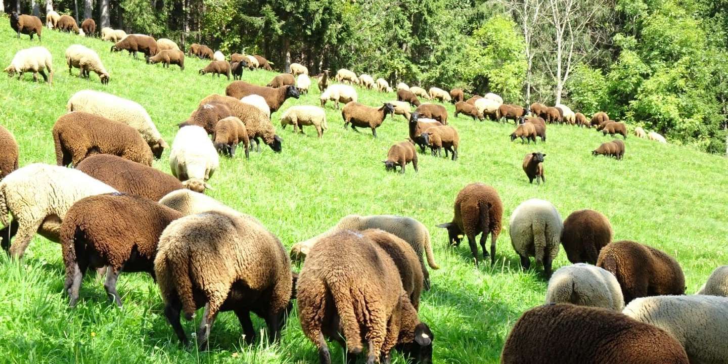 Almabtrieb.jpg © Hubert Weichsler