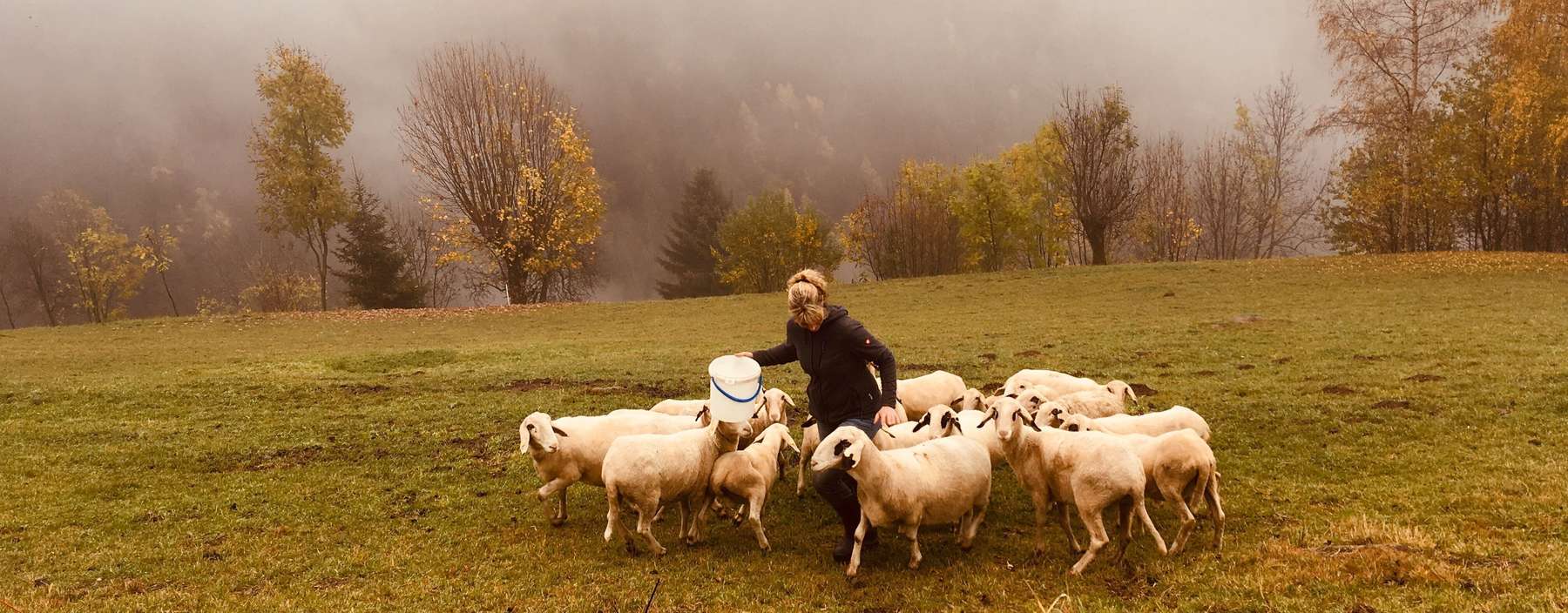 Herbst_Schafe.jpg © Eduard Penker/LK Kärnten