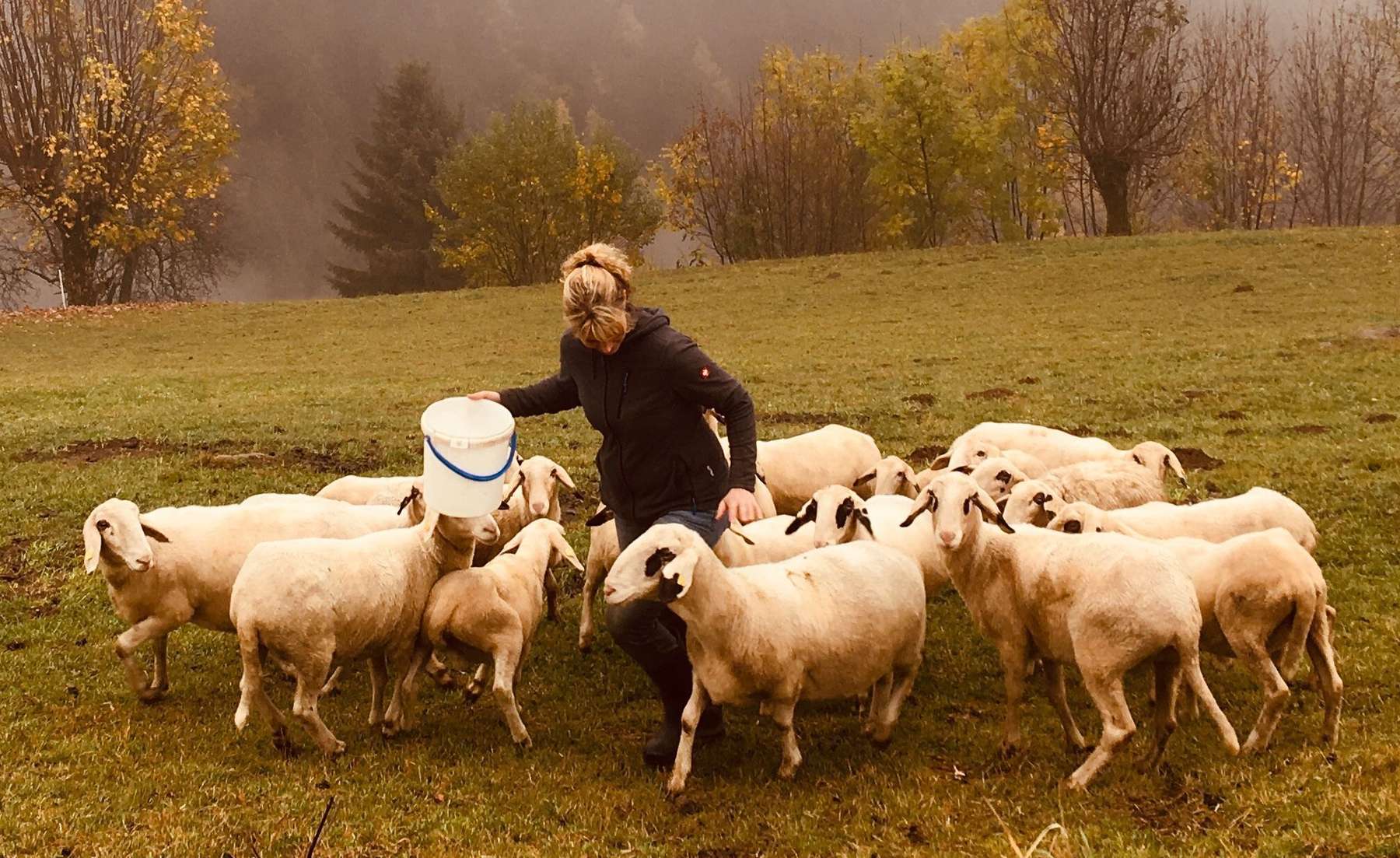 Herbst_Schafe.jpg © Eduard Penker/LK Kärnten