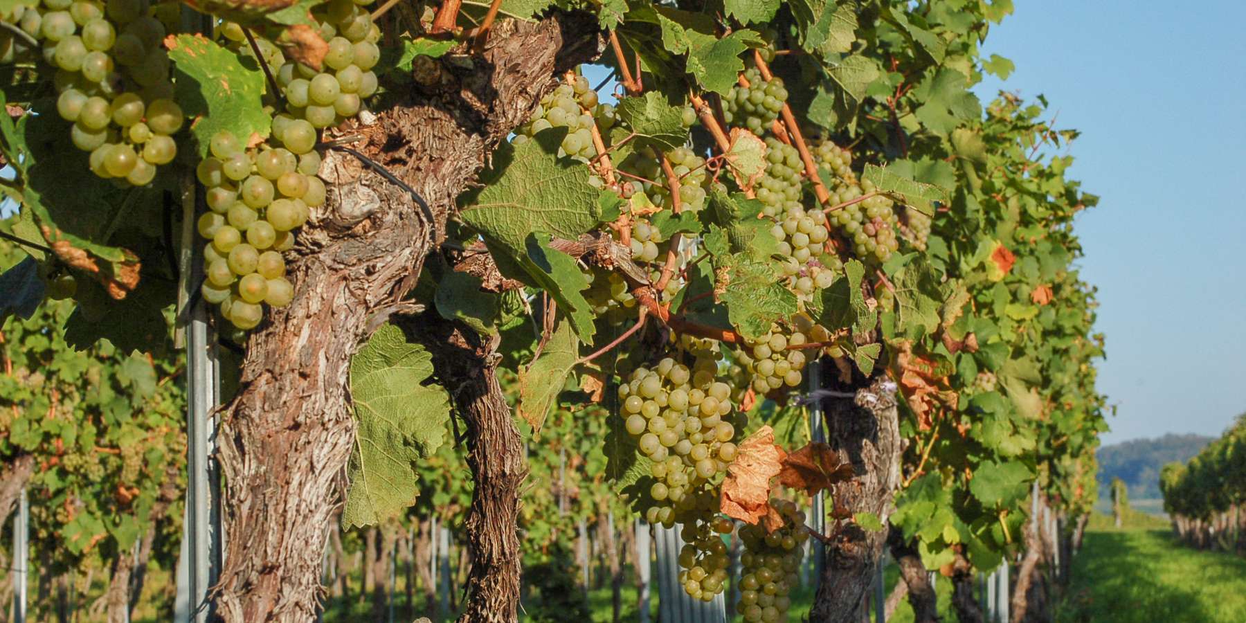 Weintrauben-palt-sh11.jpg © Harald Schally/LK Niederösterreich Weintrauben-palt-sh11.jpg © Harald Schally/LK Niederösterreich