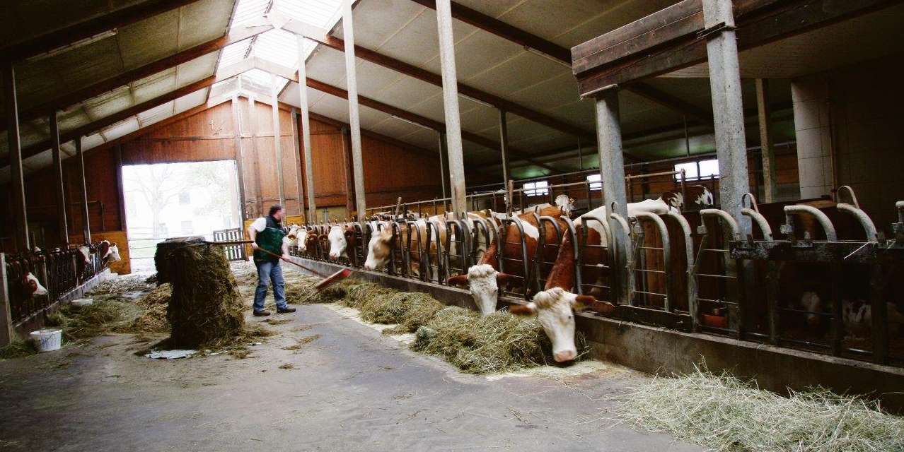 Milchvieh füttern.jpg © Paula Pöchlauer-Kozel/LK Niederösterreich