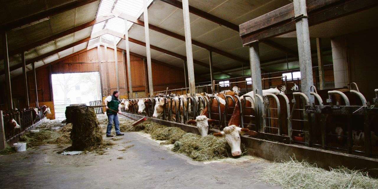 Milchvieh füttern.jpg © Paula Pöchlauer-Kozel/LK Niederösterreich