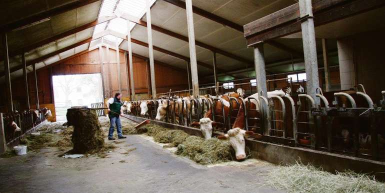 Milchvieh füttern.jpg © Paula Pöchlauer-Kozel/LK Niederösterreich