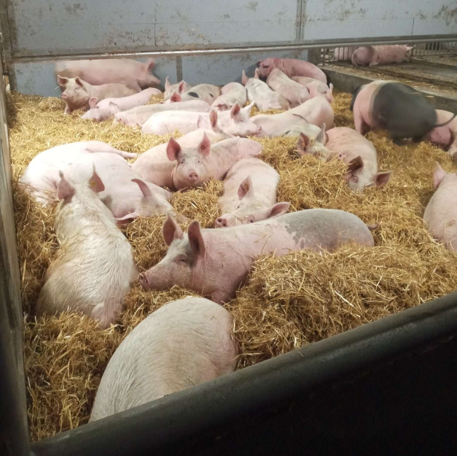 Bio Mastschweine.jpg © LK OÖ / Doblmair