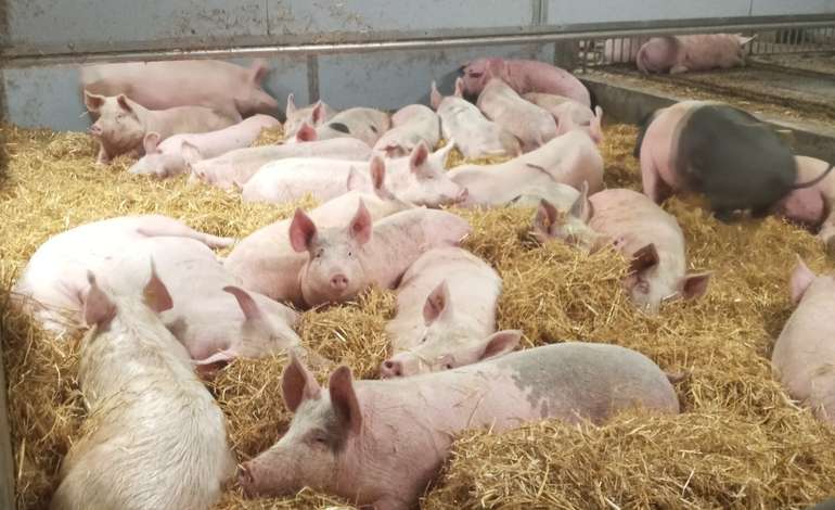 Zufriedene Bio Mastschweine.jpg © LK OÖ / Doblmair Zufriedene Bio Mastschweine.jpg © LK OÖ / Doblmair