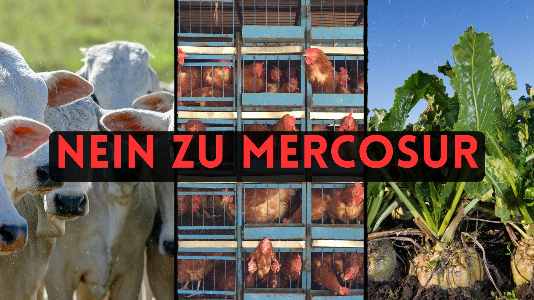Nein zu Mercosur - Titel.jpg © Archiv