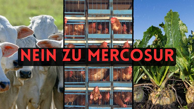 Nein zu Mercosur - Titel.jpg © Archiv