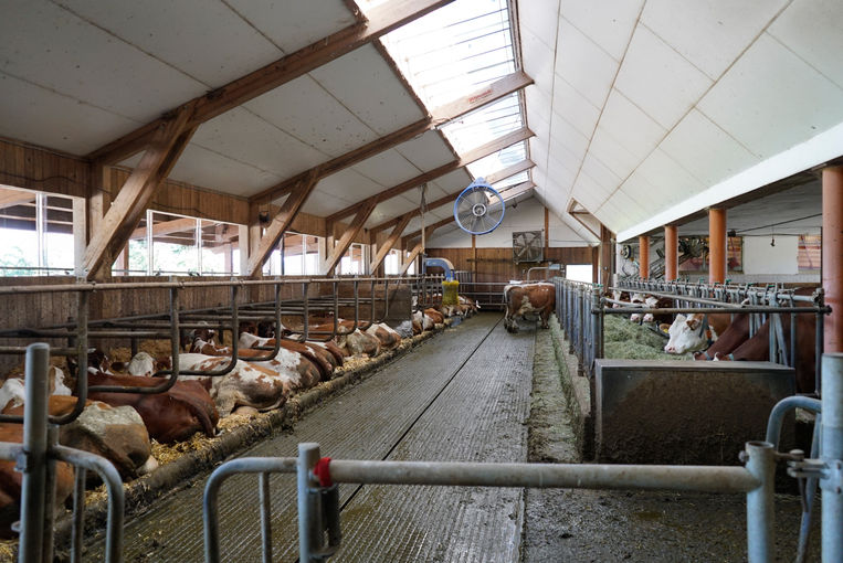 Jungübernehmer setzt auf Grundfutterqualität.jpg © Kirchtag