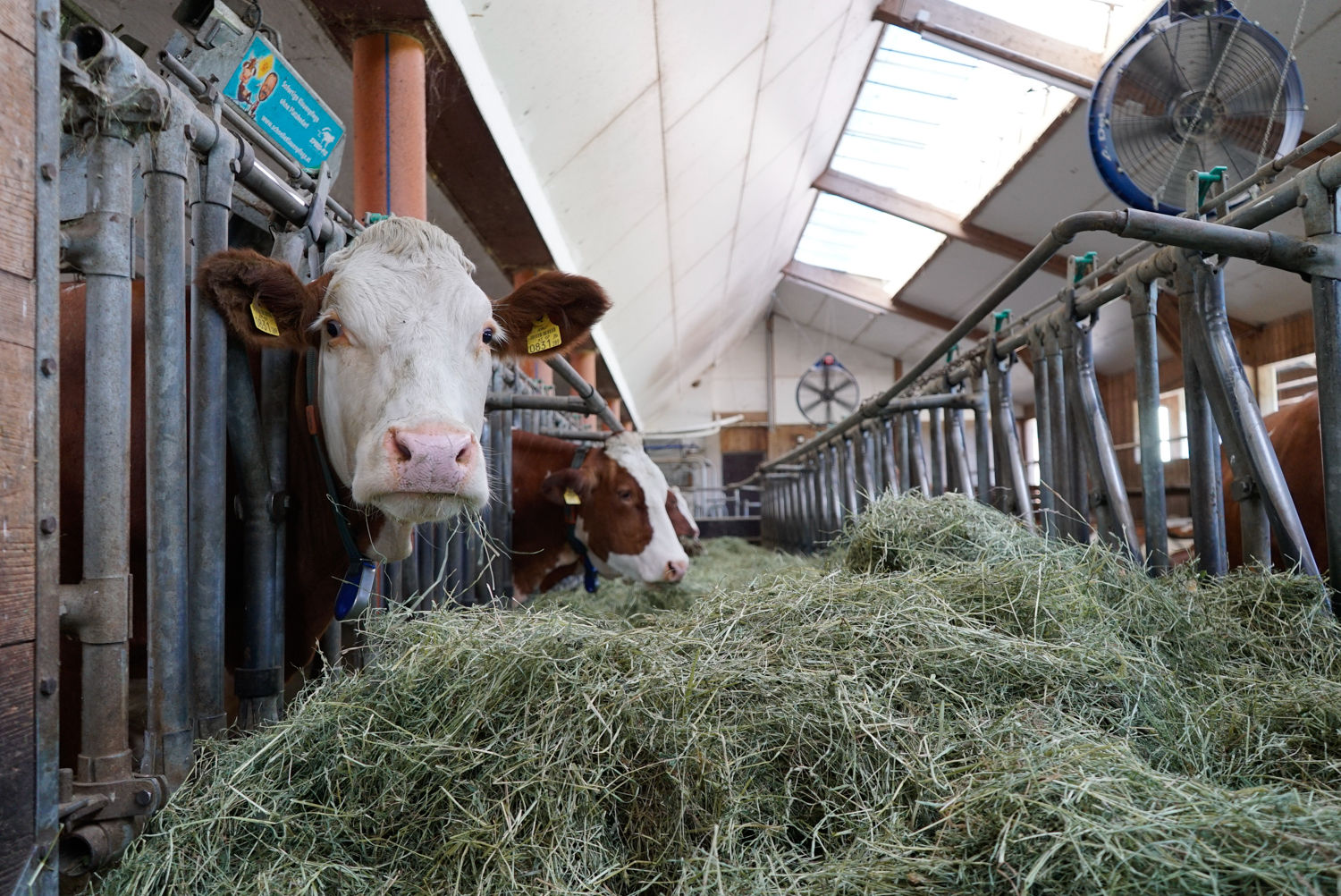Jungübernehmer setzt auf Grundfutterqualität.jpg © Kirchtag