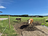 Jungübernehmer setzt auf Grundfutterqualität.jpg © Privat