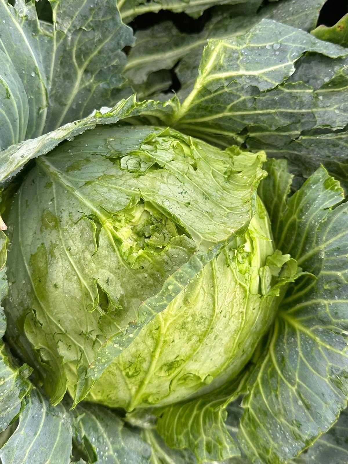 Hagelschäden an Kohl 04.09.2025.jpg © ÖHV Hagelschäden an Kohl 04.09.2025.jpg © ÖHV