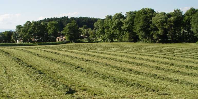 Wiese mähen © LK Stmk