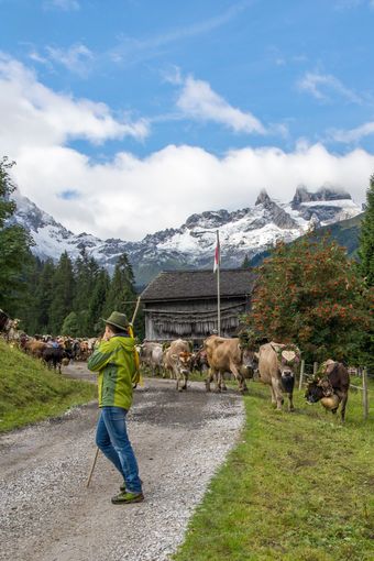 Almabtrieb.jpg © stock.adobe.com Almabtrieb.jpg © stock.adobe.com