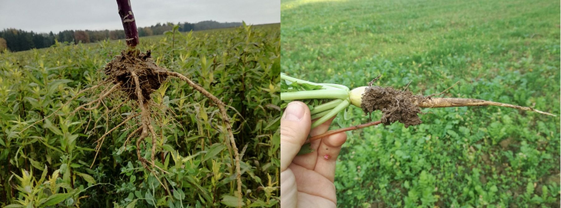 Wurzelballen Abessinischer Senf/Kohl, rechts Ölrettich im Vergleich mit Buchweizen.jpg © BWSB/Wallner