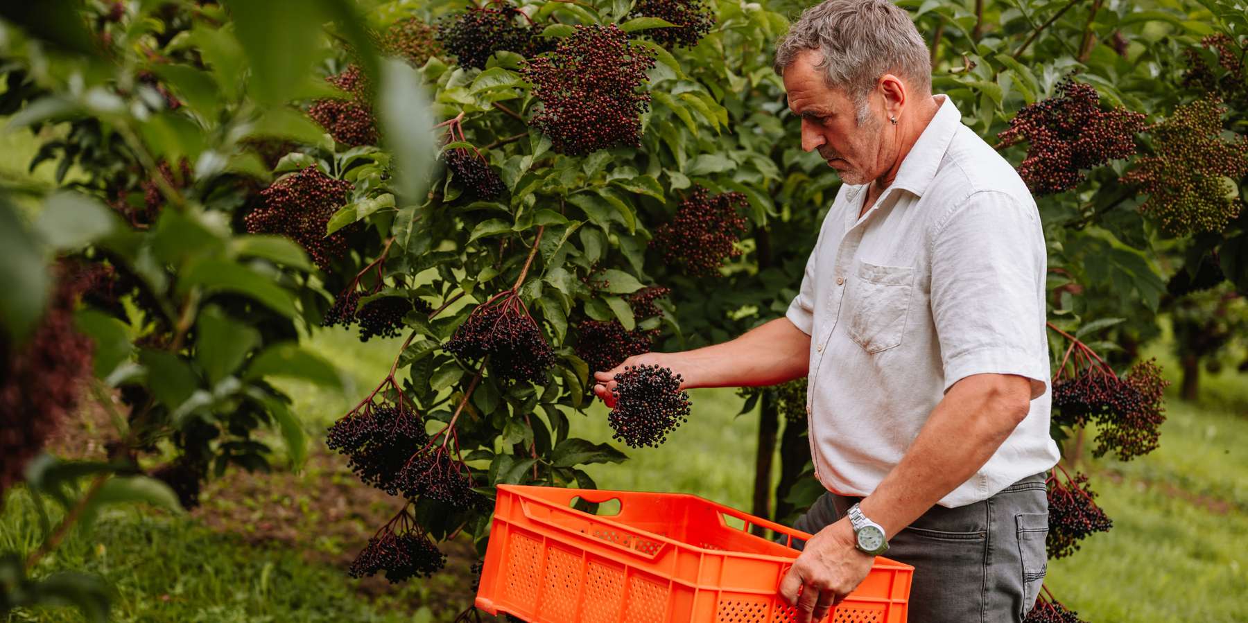 Holunderbeeren-Ernte © LK Stmk-Fuchs