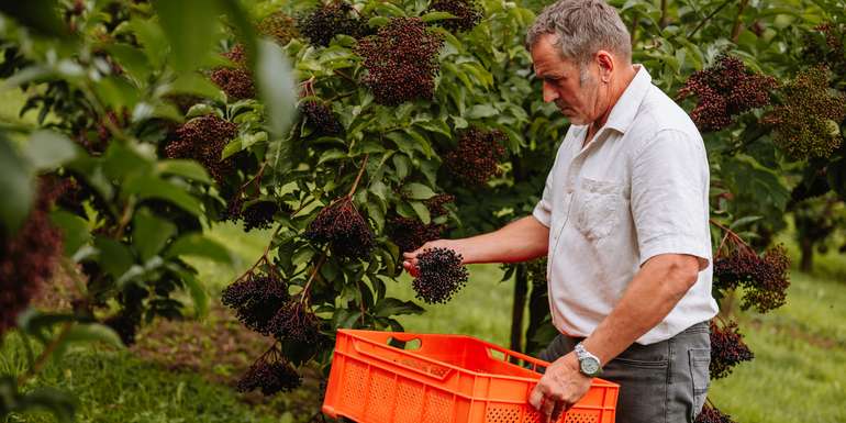 Holunderbeeren-Ernte © LK Stmk-Fuchs
