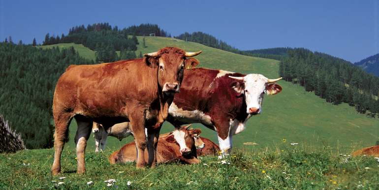 Almo © LK Stmk-Schirnhofer