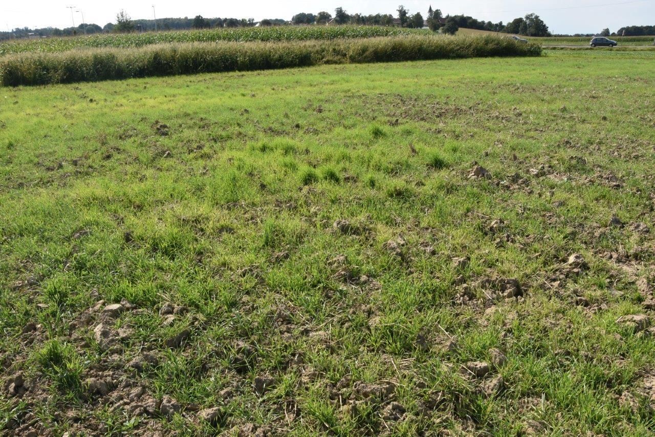 WG-Ausfallgetreide neben Mais.jpg © LK OÖ/Köppl