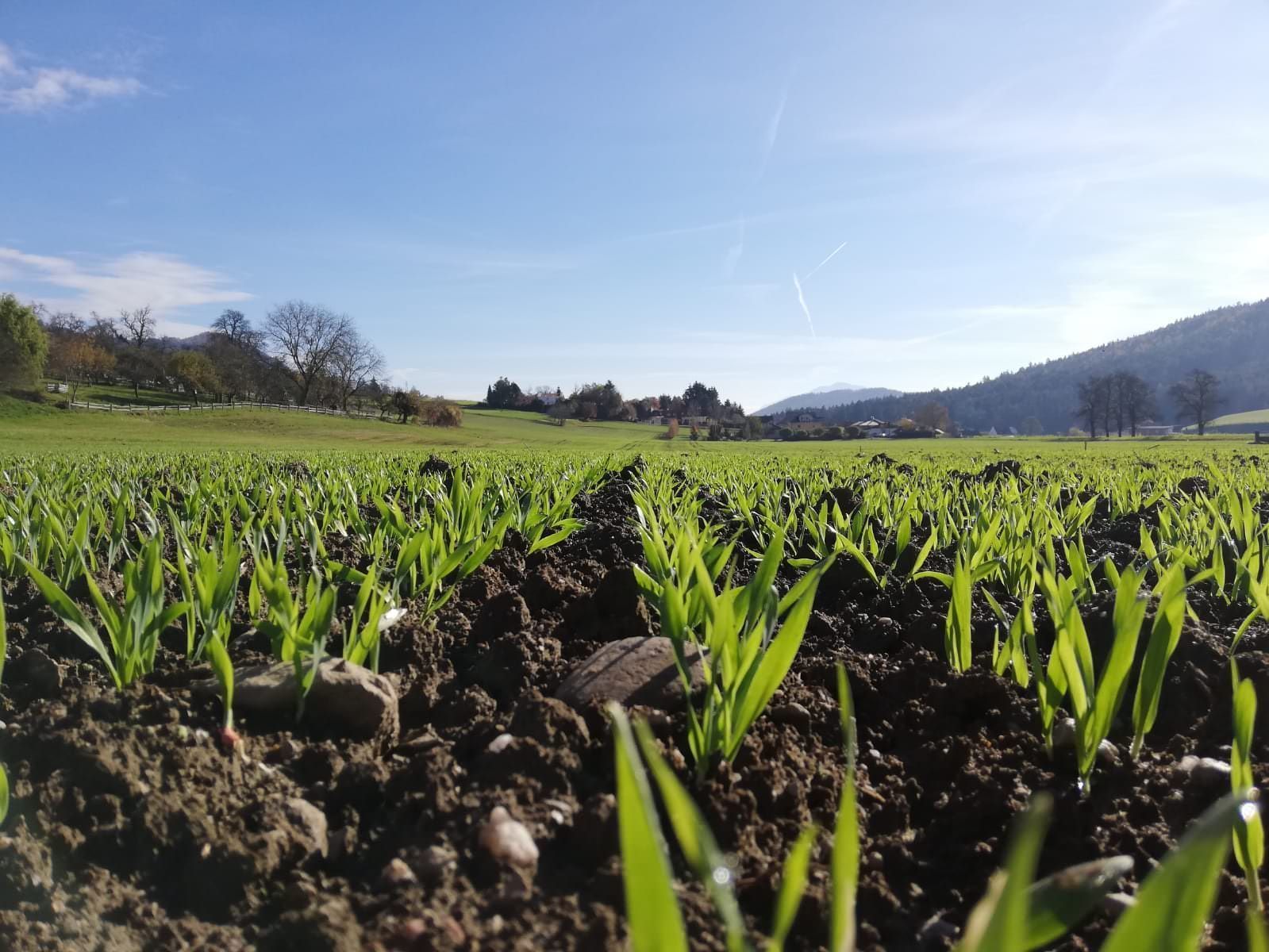 Getreide Feldaufgang.jpg © Thomas Holzer/LK Kärnten