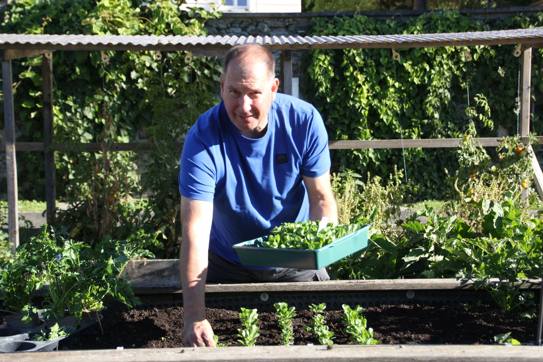 Peter Schilcher beim Setzten von Vogerlsalat im Hochbeet.jpg © Gabriele Schrott-Moser/LK Kärnten