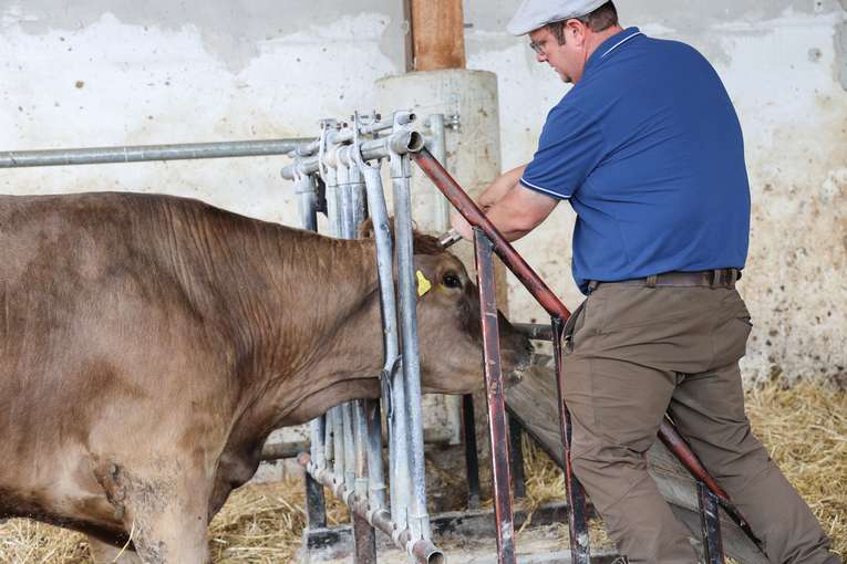 Fixierung im Fressgitter und Betäubung mittels Bolzenschuss. © LK NÖ/Pöchlauer-Kozel