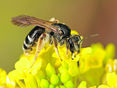 Wildbiene - Andrena nobilis © Johann Neumayer