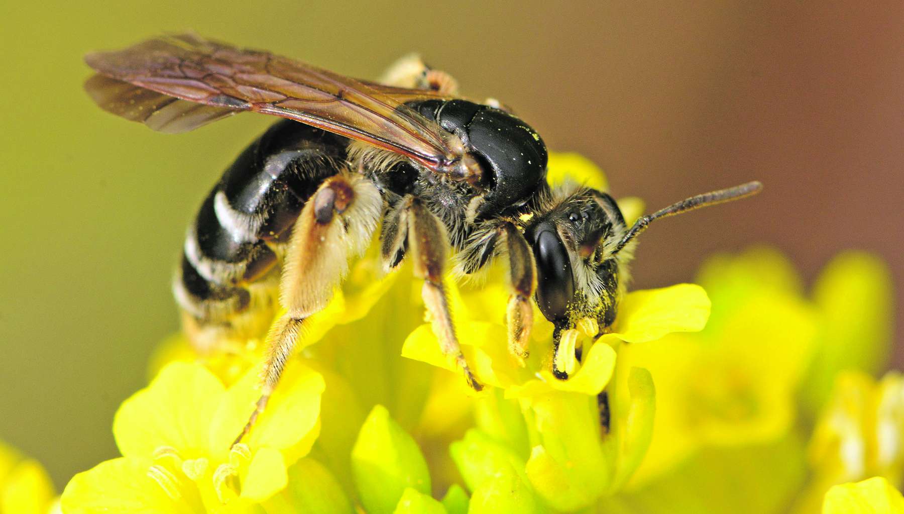 Wildbiene - Andrena nobilis © Johann Neumayer