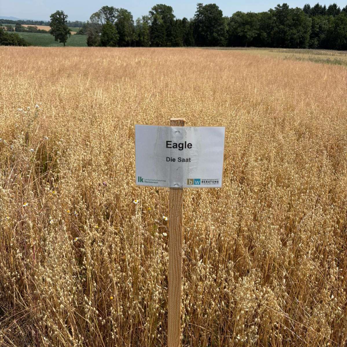 Winterhafer am Tag der Ernte am 3. Juli 2025.jpg © Thomas Roitmeier