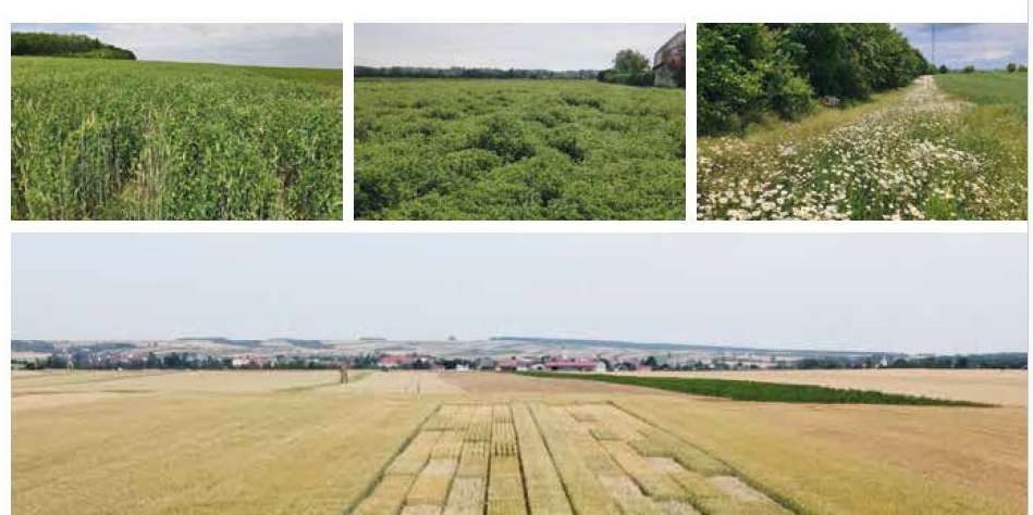Bionet_Broschüre_Herbstanbau 2025.jpg © LK Niederösterreich