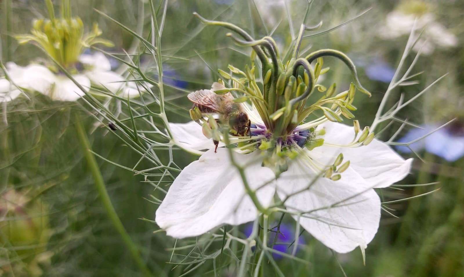 Schwarzkümmel.jpg © NATURgebunden