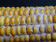 Fusarium sp. in Maiskolben 2 © Vitore Shala-Mayrhofer