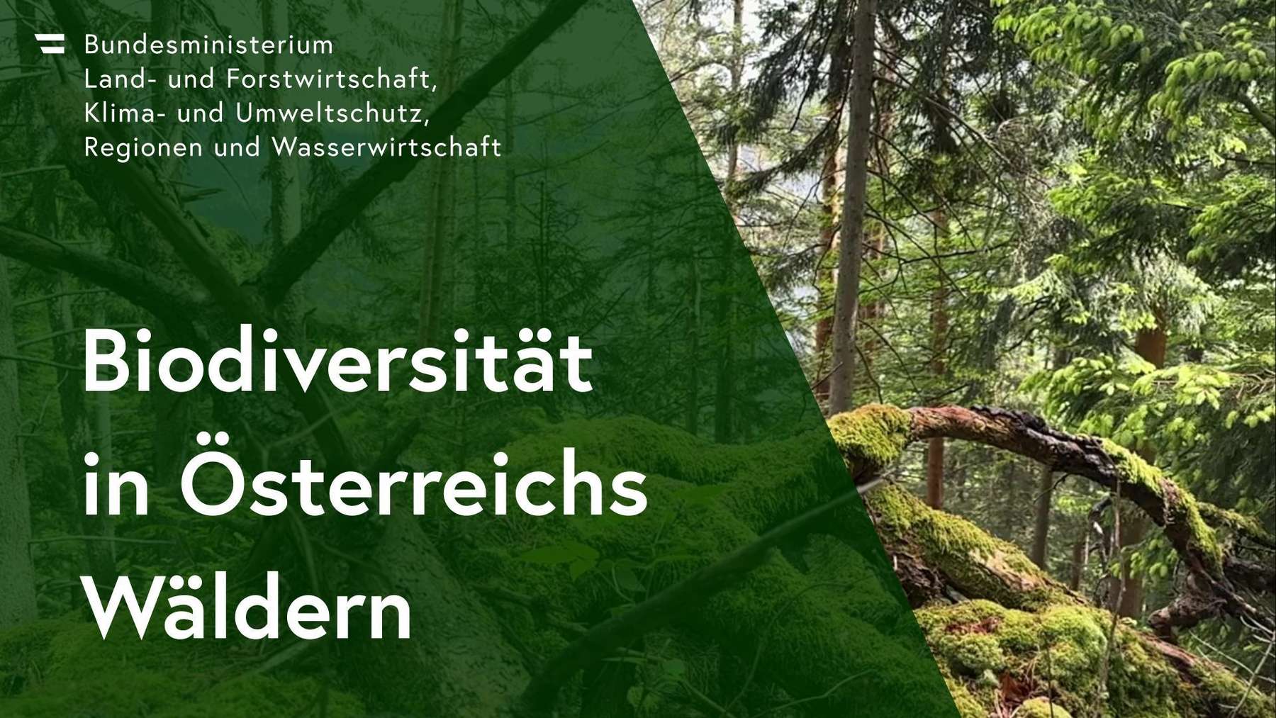 Titelbild-Film Biodiversität in Österreichs Wäldern.jpg © BIOSA-Biosphäre Austria