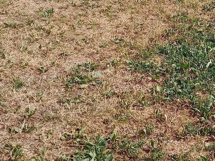 Trockenschäden (c) Pichorner.jpg © Astrid Pichorner/LK Kärnten Trockenschäden (c) Pichorner.jpg © Astrid Pichorner/LK Kärnten